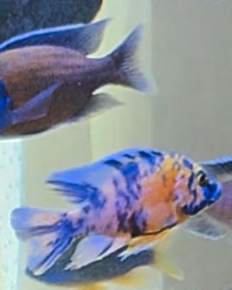 ciclidi Malawi acquario pesci