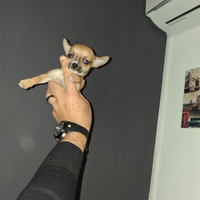 Chihuahua mini toy