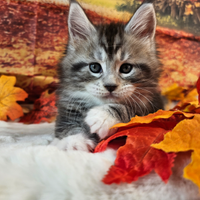 LEGGERE TUTTO SOTTOMaine Coon linee estere TOP