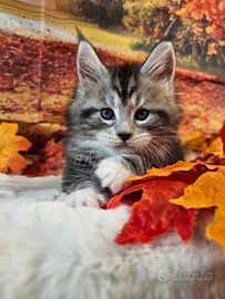 LEGGERE TUTTO SOTTOMaine Coon linee estere TOP