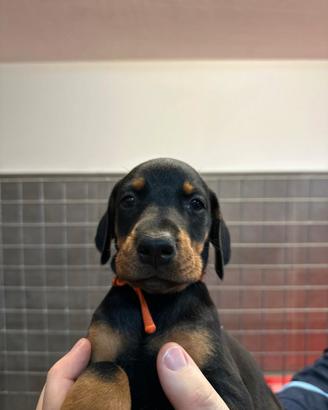 Dobermann