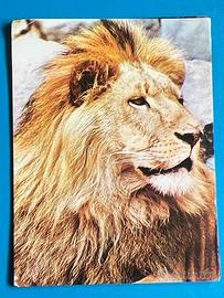 REGNO ANIMALE 1978 CARDS SET -3 Figurine TIERREICH