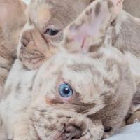 Cucciolo Bulldog Francese pronto e disponibile