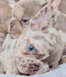 Cucciolo Bulldog Francese pronto e disponibile
