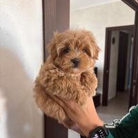 Maltipoo toy