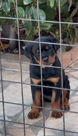 Cucciola di Rottwailer