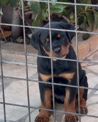 Cucciola di Rottwailer