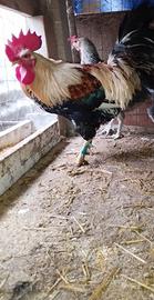 Gallo