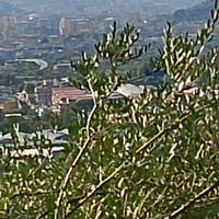 legna per camino o pizzeria 