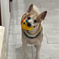 Cane per accoppiamento