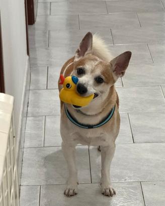 Cane per accoppiamento