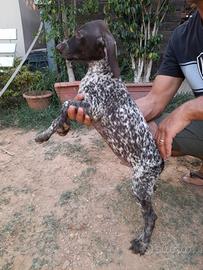 Cuccioli kurzhaar