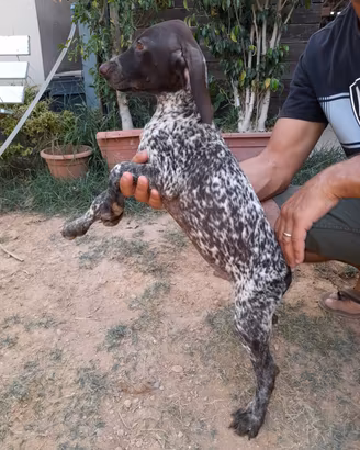 Cuccioli kurzhaar