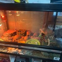 Teca di vetro acessoriata completa