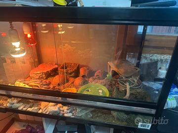 Teca di vetro acessoriata completa