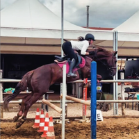 Cavallo da salto per brevetti