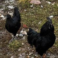 Gallina Ayam Cemani