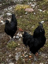 Gallina Ayam Cemani