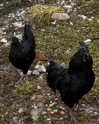Gallina Ayam Cemani