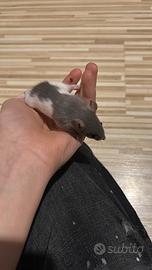 Ultimi ratti da compagnia - affettuosi