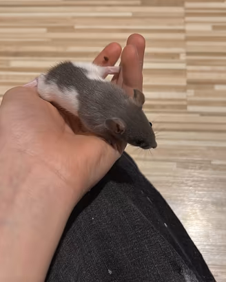 Ultimi ratti da compagnia - affettuosi