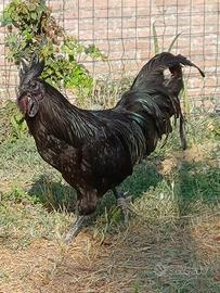 Galli cemani e coppie