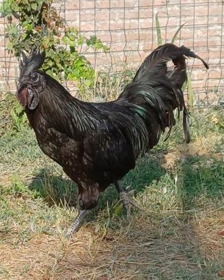 Galli cemani e coppie
