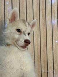 Cane husky siberiano