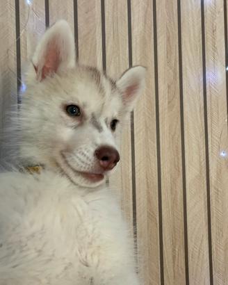 Cane husky siberiano