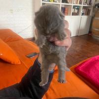 Cucciolo manto blu longhair