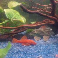 Ancistrus gold red