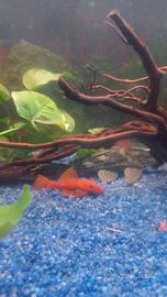 Ancistrus gold red