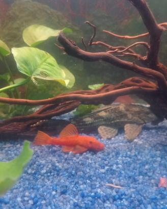 Ancistrus gold red
