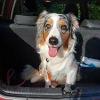 Pastore Australiano per Monta. No pedigree