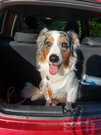 Pastore Australiano per Monta. No pedigree