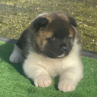 Akita americano