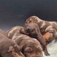 Bassotto nano kaninchen