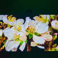 TV Hisense 55" 4K