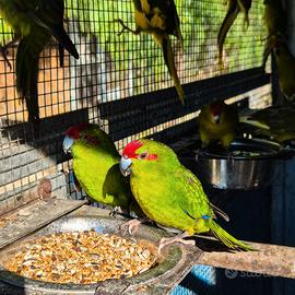 Kakariki