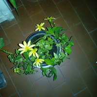 Senecio dai fiori gialli tutto l'anno