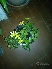 Senecio dai fiori gialli tutto l'anno