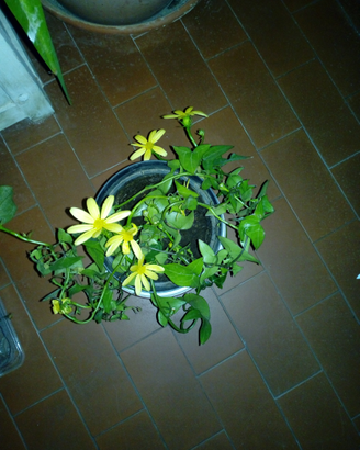 Senecio dai fiori gialli tutto l'anno