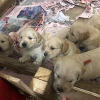 Golden retriver vendita