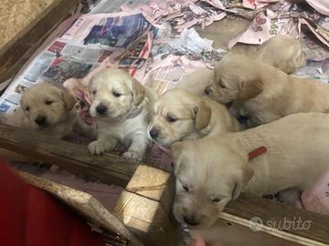 Golden retriver vendita