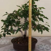 Bonsai di carpino 