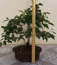 Bonsai di carpino 