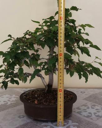 Bonsai di carpino 