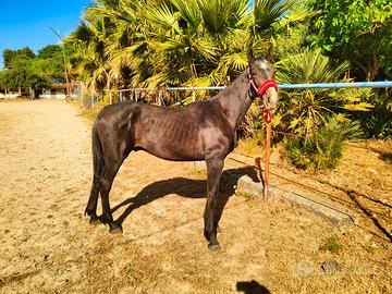 Puledro Andaluso per Siciliano