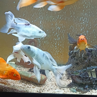 Carpe koy oranda subukin