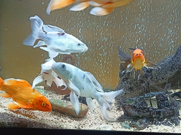 Carpe koy oranda subukin